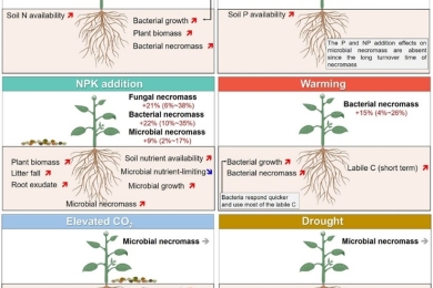 Microbial necromass under global change and implications for soil organic matter