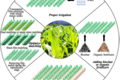 Negative effects of soil warming, and adaptive cultivation strategies of maize: A review