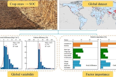 Magnitude and efficiency of straw return in building up soil organic carbon: A global synthesis integrating the impacts of agricultural managements and environmental conditions