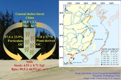 An overlooked soil carbon pool in vegetated coastal ecosystems: National-scale assessment of soil organic carbon stocks