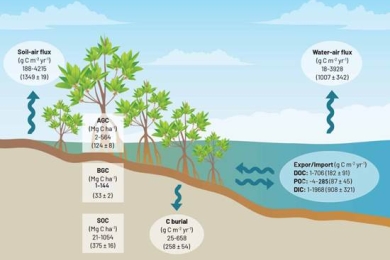 Carbon stocks and fluxes in Asia-Pacific mangroves: current knowledge and gaps