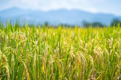 U.S. to support Viet Nam’s billion-dollar rice project