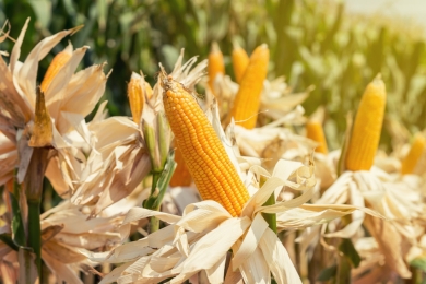 Global high-resolution gridded dataset of N<sub>2</sub>O emission and mitigation potential from maize and wheat fields