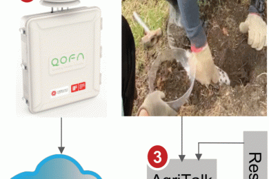 IoT-based Bacillus number prediction in smart turmeric farms using small data sets