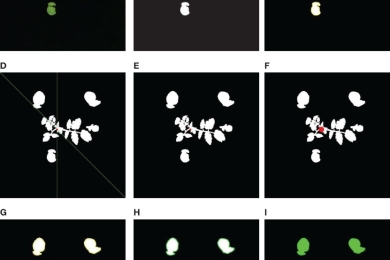 A real-time smart sensing system for automatic localization and recognition of vegetable plants for weed control