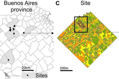 Predicting site-specific economic optimal nitrogen rate using machine learning methods and on-farm precision experimentation