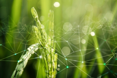 How to implement digital agriculture, step-by-step