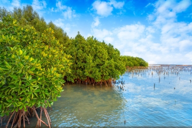Using machine learning to integrate mangrove restoration with sustainable aquaculture intensification