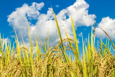 Climate-smart rice production approaches for sustainable agriculture