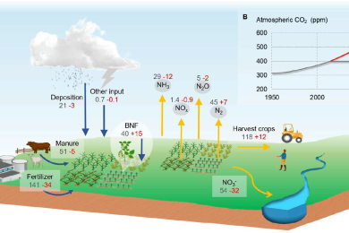 Elevated CO<sub>2</sub> and Changes in Global Cropland Nitrogen Cycles: Implications for Food Security and Sustainability