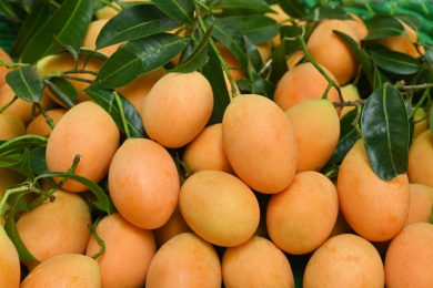State's mango heritage secures haven in Chinchinim gene bank