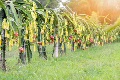 Dragon fruit farming gaining popularity in Jhenidah