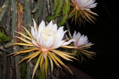 Physicochemical Characterization and Immunomodulatory Potential of Polysaccharides from <span style="font-style:italic;">Hylocereus undatus</span> (Dragon Fruit) Flowers