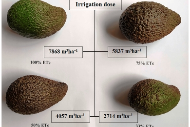 Irrigation alternatives for avocado (<span style="font-style:italic;">Persea americana</span> Mill.) in the Mediterranean Subtropical region in the context of climate change: A Review