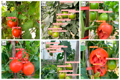 Automated Tomato Fruit Detection for Efficient Harvesting