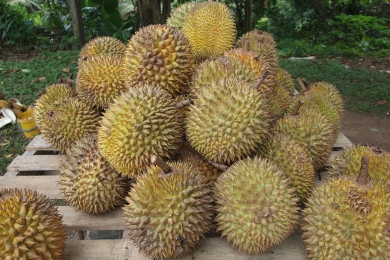 Genetic characterization of superior durian (<span style="font-style:italic;">Durio zibethinus</span> L.) accessions in Batang District, Central Java, Indonesia based on ISSR markers