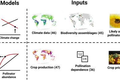 Key tropical crops at risk from pollinator loss due to climate change and land use