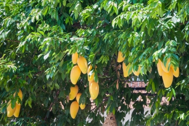 India's Mango Exports Surge to USD 47.98 Million in Fiscal Year 2023-24