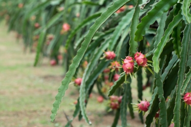 Dragon fruit is grown on 2k acres: Scientists