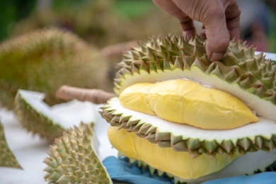 Durian season smelling great as Australia's largest farm gives Perth a whiff