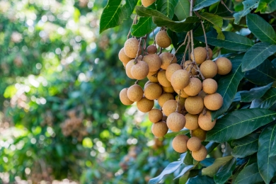 Some 11,400 tonnes of Longan exported to China