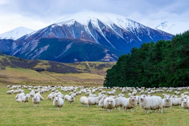 Agricultural Emissions Online Calculator (New Zealand)