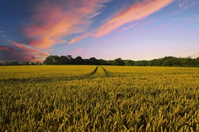 New digital tool enables farmers' decisions for sustainable agriculture