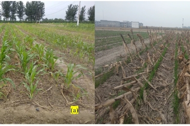 Precise irrigation water and nitrogen management improve water and nitrogen use efficiencies under conservation agriculture in the maize-wheat systems