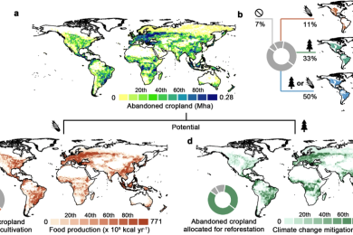Reusing Abandoned Cropland for Food Security and Climate Change Mitigation