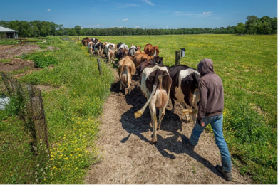 EU Bill and New Green Policies Spur Progress on Brazil’s Cattle Tracking