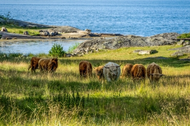 Livestock Farmers from Sweden to Greece Test Paths to Greener Agriculture