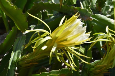 Fast recognition and counting method of dragon fruit flowers and fruits based on video stream