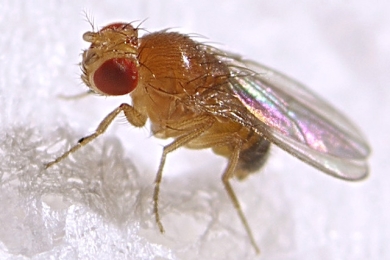 Fruit flies: Challenges and opportunities to stem the tide of global invasions