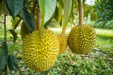 Tiền Giang durian farmers see lucrative harvest