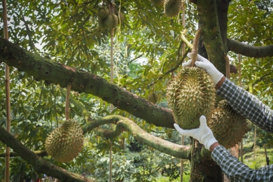 Farmers: Durians ‘acting up’ this year