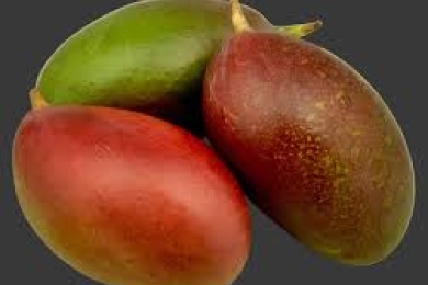 Burdwan tries its luck in producing `3L-per-kg mango variety
