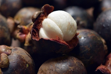 Prolonged drought compromises Balinese mangosteen quality