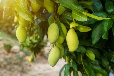 Drought crisis threatens avocado and mango farms in Axarquía