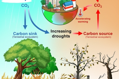 Predicting terrestrial ecosystem productivity and carbon storage in drought scenarios