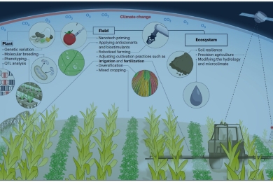 Adapting crop production to climate change and air pollution at different scales