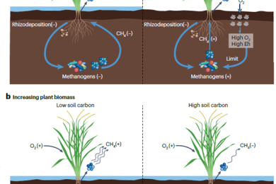 Greenhouse gas emissions and mitigation in rice agriculture