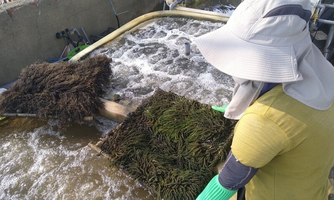 Cultivation of Seaweed between Off-shore Wind Turbines in Taiwan for Achieving Green Energy, Carbon Sequestration, and Fishery Conservation (In Chinese)