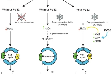 Seed cryopreservation without vitrification (PVS2) induces oxidative stimuli to promote endoreplication in red pitaya seedlings