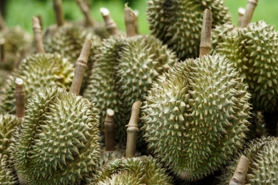 EU increases official controls on durian from Việt Nam