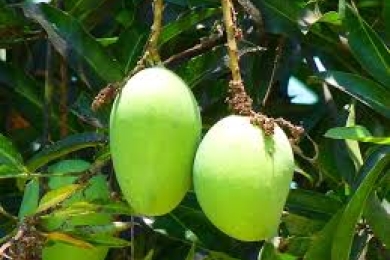 NT provides over half of Australia’s mangoes
