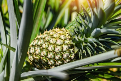 PHL remains 2nd largest pineapple exporter–FAO