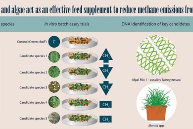 Can freshwater plants and algae act as an effective feed supplement to reduce methane emissions from ruminant livestock?