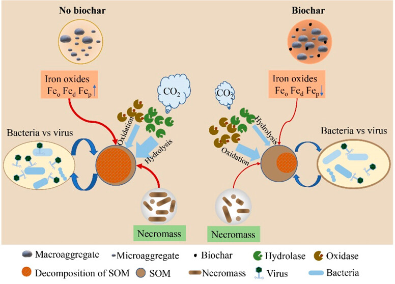 Bacteria–virus interactions are more crucial in soil organic carbon storage than iron protection in biochar-ammended paddy soils