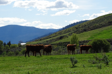 Government of Canada announces new economic incentive to reduce methane emissions from beef cattle