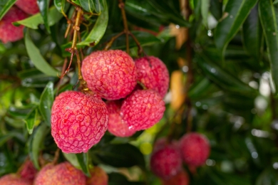 Lychee market projected to reach usd 8.79 billion by 2028 fueled by rising international demand and Asia-Pacific production boom